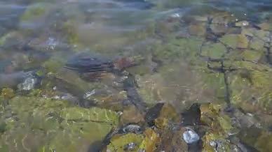 海水石头礁石青苔视频的预览图